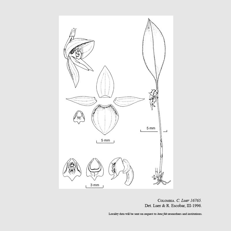 Pleurothallis cotyligera